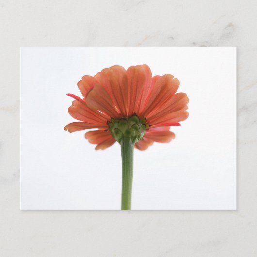 Oranje Zinnia Bloed Briefkaart (Voorkant)