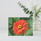 Oranje Zinnia Bloed Briefkaart (Staand voorkant)
