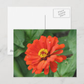 Oranje Zinnia Bloed Briefkaart (Voorkant / Achterkant)