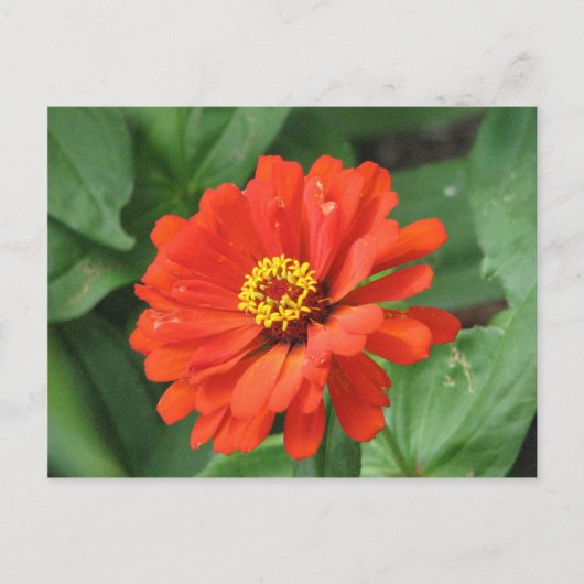 Oranje Zinnia Bloed Briefkaart (Voorkant)