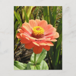 Oranje Zinnia Bloed Briefkaart