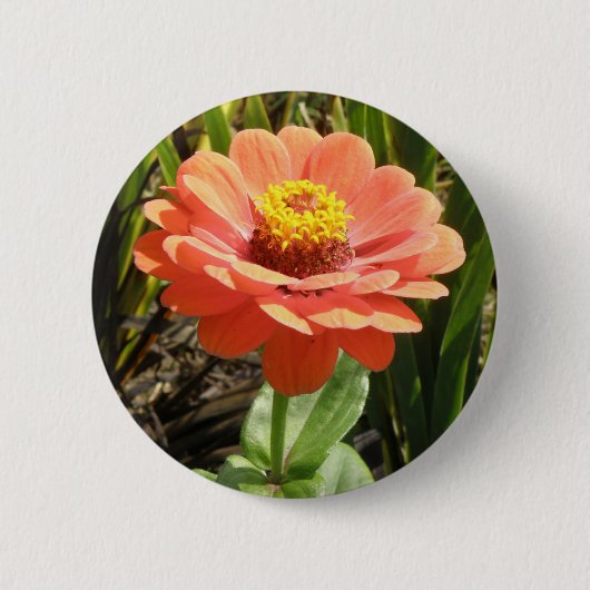 Oranje Zinnia Bloedbloem Button (Voorkant)