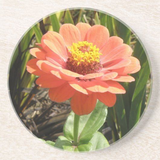 Oranje Zinnia Bloedbloem Onderzetters (Voorkant)