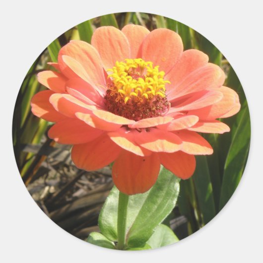 Oranje Zinnia Bloemverklikkers Ronde Sticker (Voorkant)