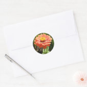 Oranje Zinnia Bloemverklikkers Ronde Sticker (Envelop)
