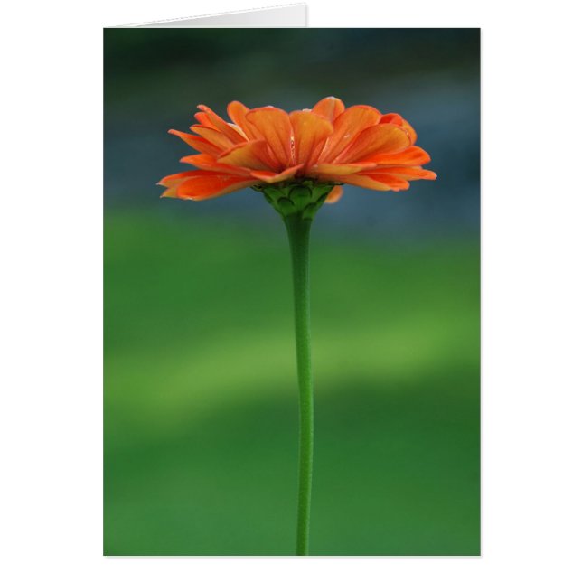 Oranje Zinnia door Cynthia Turner Design (Voorkant)