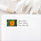 Oranje Zinnia Etiket (Insitu)