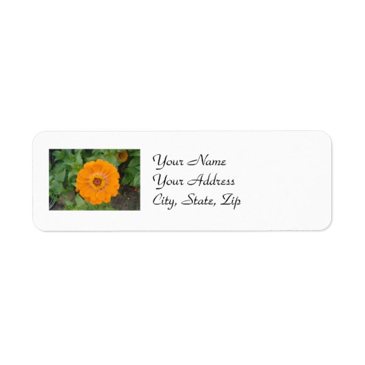 Oranje Zinnia Etiket (Voorkant)