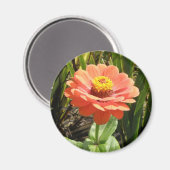 Oranje Zinnia Flower Magnet (Voorkant / Achterkant)