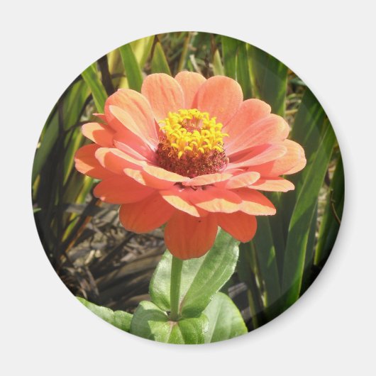 Oranje Zinnia Flower Magnet (Voorkant)