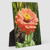 Oranje Zinnia Flower Plaque Fotoplaat (Zijkant)