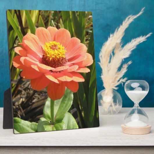 Oranje Zinnia Flower Plaque Fotoplaat (Zijkant)