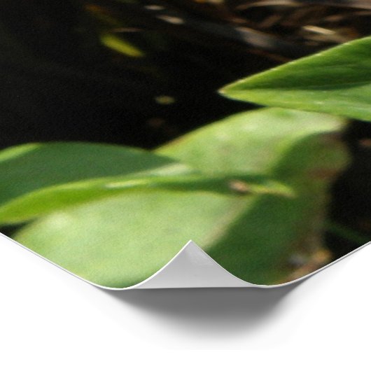 Oranje Zinnia Flower Print (Hoek)