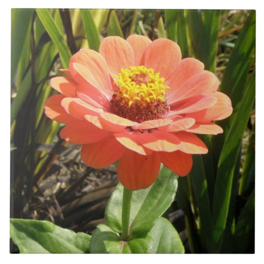Oranje Zinnia Flower Tile Tegeltje (Voorkant)