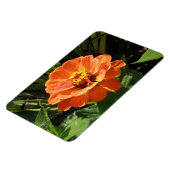 Oranje Zinnia Premium Magnet Magneet (Linkerzijde)