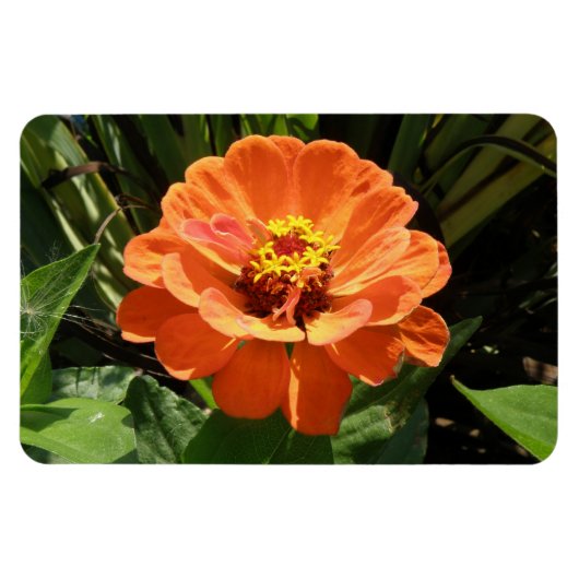 Oranje Zinnia Premium Magnet Magneet (Horizontaal)