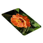 Oranje Zinnia Premium Magnet Magneet (Rechterzijde)