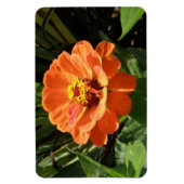 Oranje Zinnia Premium Magnet Magneet (Verticaal)