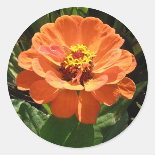 Oranje Zinnia Stickers (Voorkant)