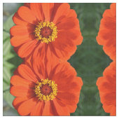 Oranje zinnia stof (Close Up)