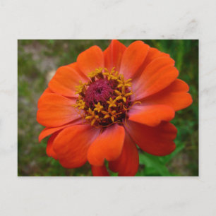 Oranje Zinnia Wilde Natuur Floral Briefkaart