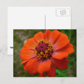 Oranje Zinnia Wilde Natuur Floral Briefkaart (Voorkant / Achterkant)