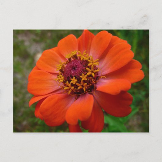 Oranje Zinnia Wilde Natuur Floral Briefkaart (Voorkant)