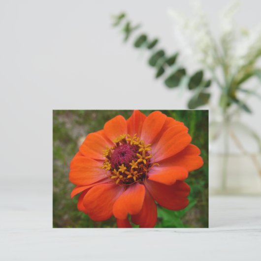 Oranje Zinnia Wilde Natuur Floral Briefkaart (Staand voorkant)