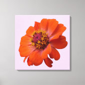 Oranje Zinnia Wilde Natuur Floral Canvas Afdruk (Voorkant)