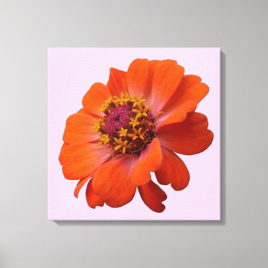 Oranje Zinnia Wilde Natuur Floral Canvas Afdruk (Voorkant)