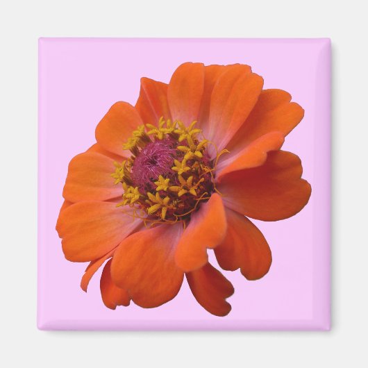 Oranje Zinnia Wilde Natuur Floral Magneet (Voorkant)