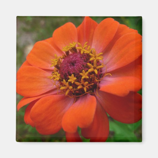 Oranje Zinnia Wilde Natuur Floral Magneet (Voorkant)