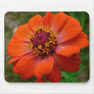 Oranje Zinnia Wilde Natuur Floral Muismat