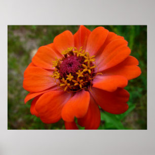 Oranje Zinnia Wilde Natuur Floral Poster