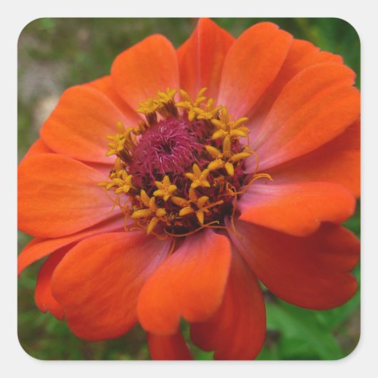 Oranje Zinnia Wilde Natuur Floral Vierkante Sticker (Voorkant)