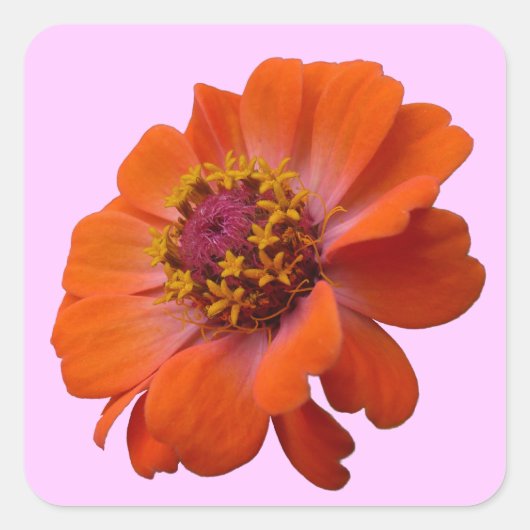 Oranje Zinnia Wilde Natuur Floral Vierkante Sticker (Voorkant)