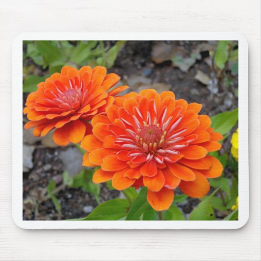 Oranje Zinnibloemen Muismat (Voorkant)