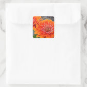 Oranje Zinnibloemen Vierkante Sticker (Tas)