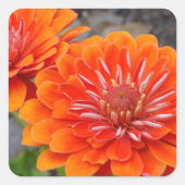 Oranje Zinnibloemen Vierkante Sticker (Voorkant)