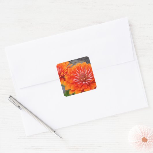 Oranje Zinnibloemen Vierkante Sticker (Envelop)