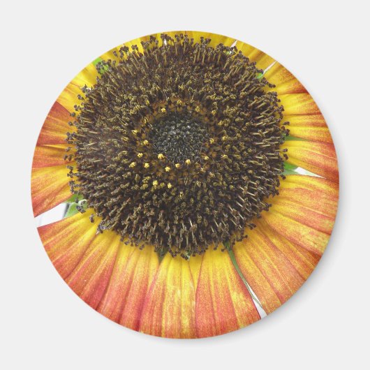 Oranje zonnebloem Magnet (Voorkant)