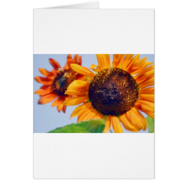 Oranje zonnebloemen (Voorkant)