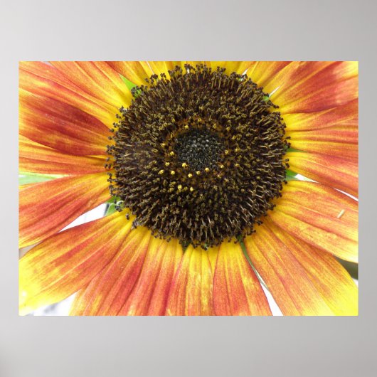 Oranje zonnebloempitten poster (Voorkant)