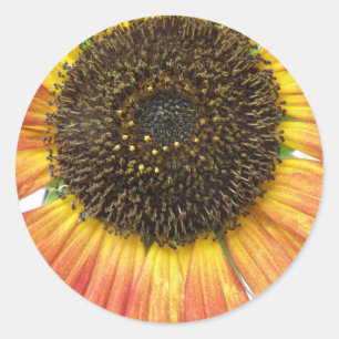 Oranje zonnebloempitten ronde sticker