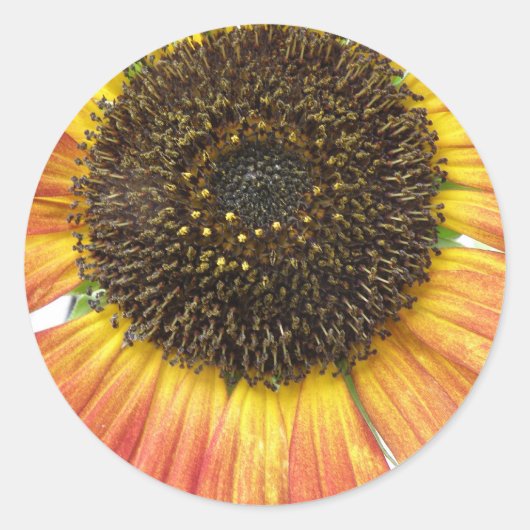 Oranje zonnebloempitten ronde sticker (Voorkant)