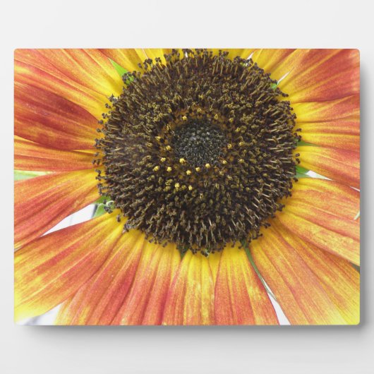 Oranje zonnebloemplak fotoplaat (Voorkant)
