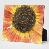 Oranje zonnebloemplak fotoplaat (Zijkant)