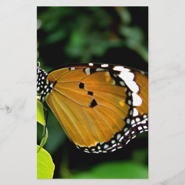Oranje, zwarte en witte vlinder op blad (Voorkant)