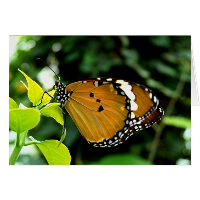 Oranje, zwarte en witte vlinder op leder (Voorkant Horizontaal)