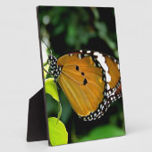 Oranje, zwarte en witte vlinder op leder fotoplaat (Zijkant)